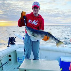 Caught Bass from the Atlantic Ocean